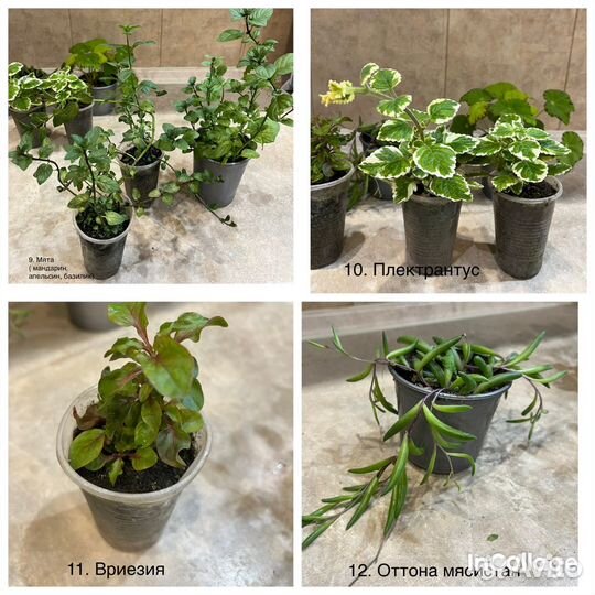 Комнатные цветы