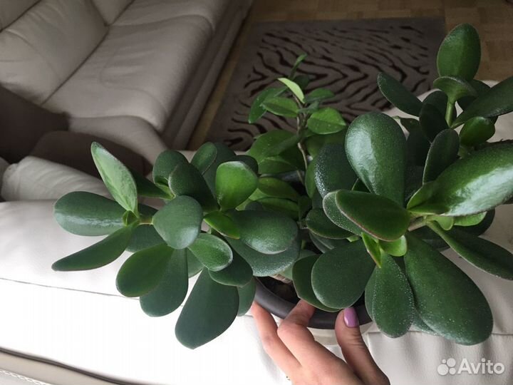 Толстянка денежное дерево