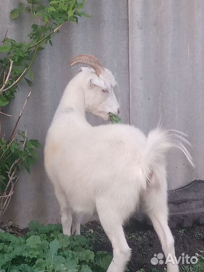 Коза молочная