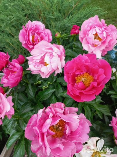 Пион Паула фей саженцы на осень