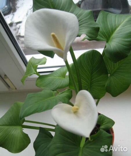 Калла белая меняюсь