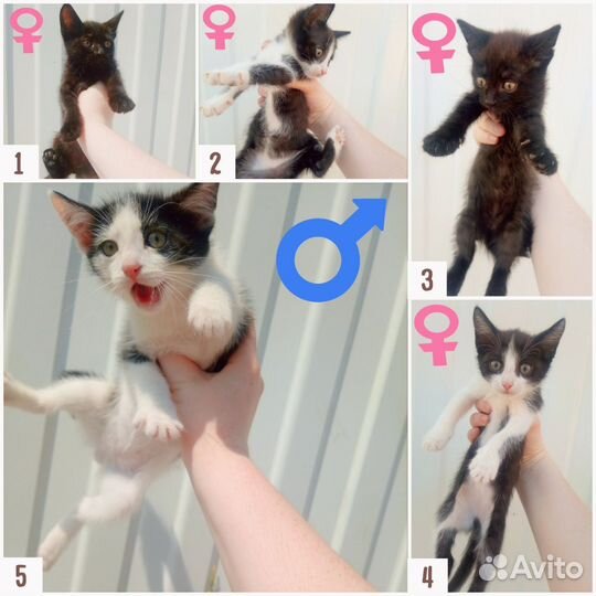Котята 2 месяца