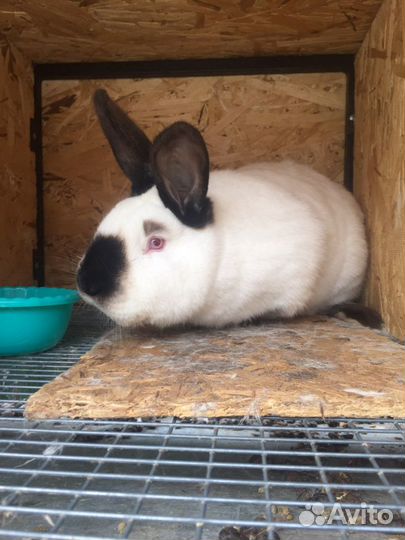 Калифорнийские кролики