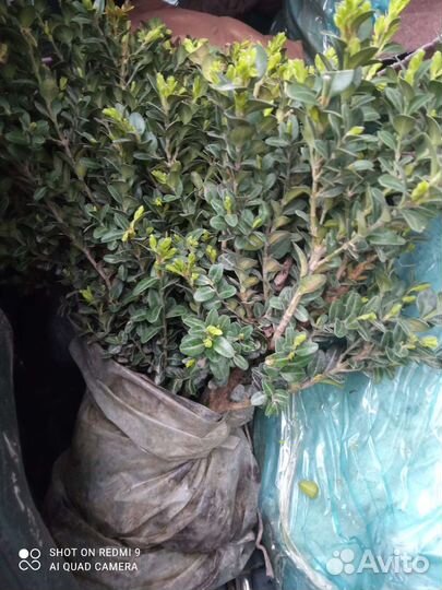 Саженцы самшита