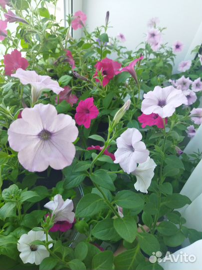 Петуния сортовая