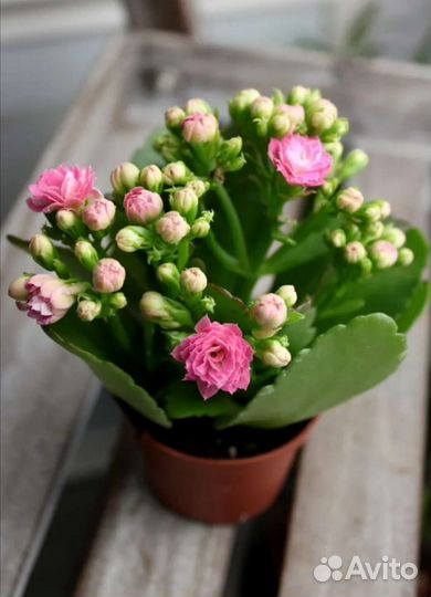 Каланхоэ розовый, укорененные отростки