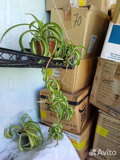 Хлорофитум Бонни кудрявый