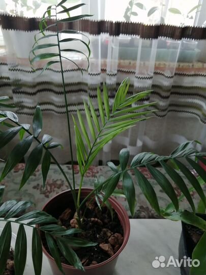 Комнатные растения разные