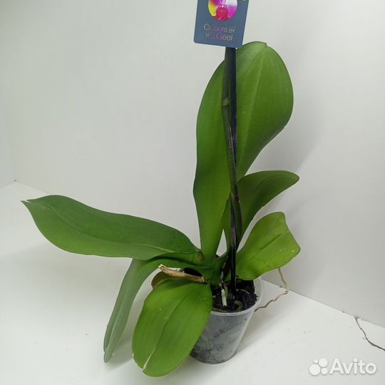 Орхидея микс разноцветеые