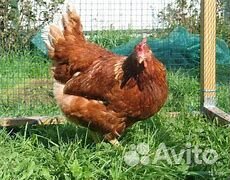 Куры несушки