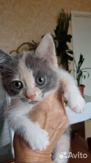 Девочка Ханни 2 мес