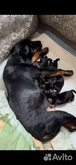 Щенки ягдтерьера