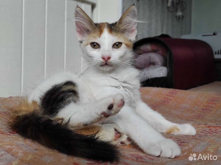 Кошечка маленькая ласковая в дар добрые руки