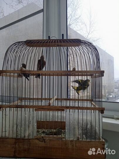 Певчие лесные птицы