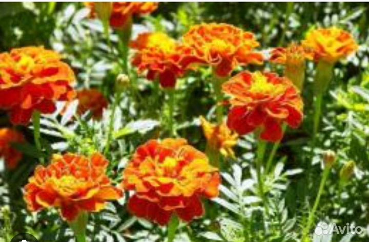 Рассада бархатцы
