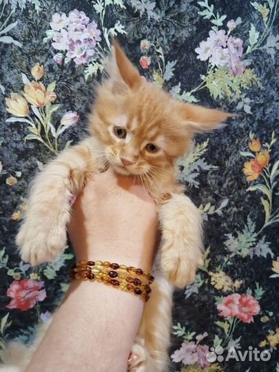 Мейн-кун котята весёлые ребята