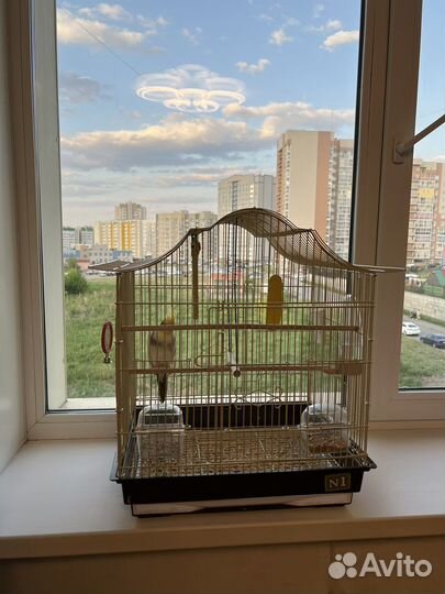 Попугай корелла