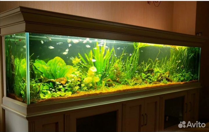 Обслуживание аквариумов