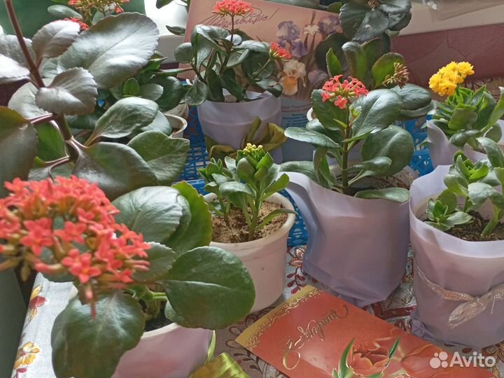 Цветочки на подарок