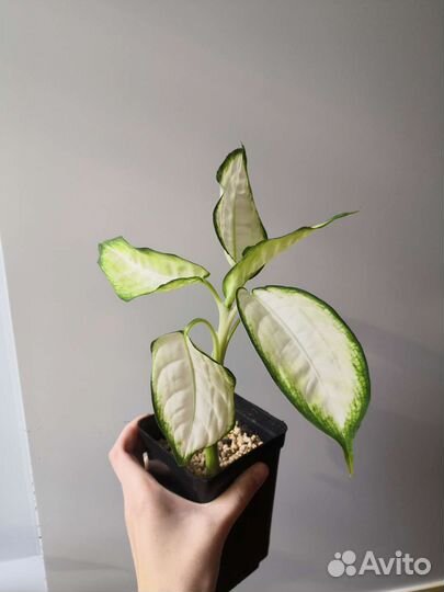 Диффенбахия