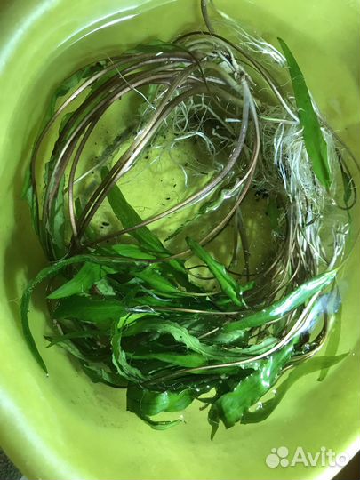 Криптокорина