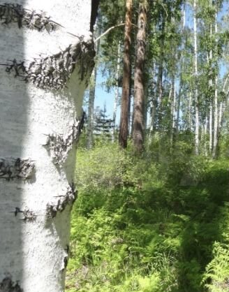 Участок 80 сот. (СНТ, ДНП)