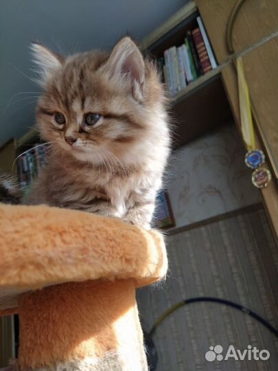 Сибирские котята
