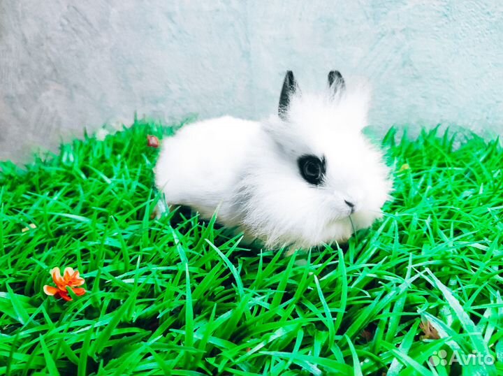 Карликовый кролик - самый маленький