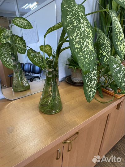 Дифенбахия