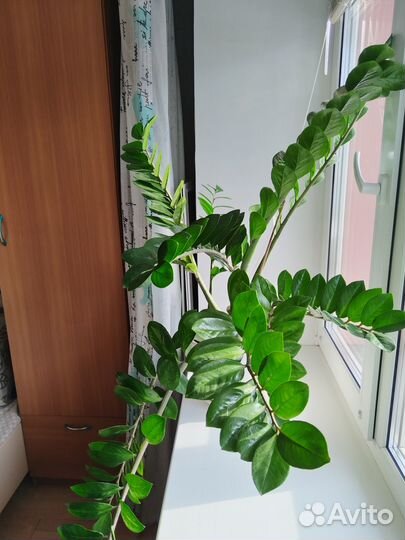 Замиокулькас с горшком