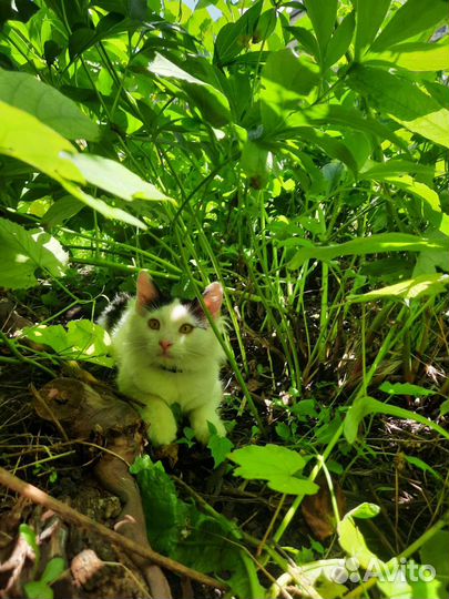 Котенок в дар