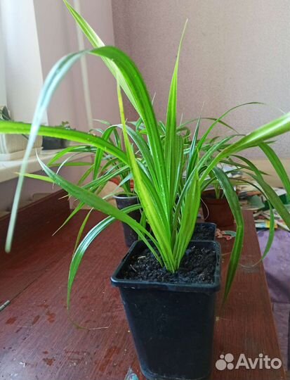 Панданус пальма