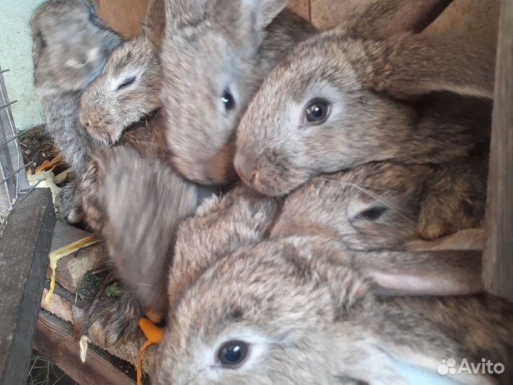 Крольчата Фландр