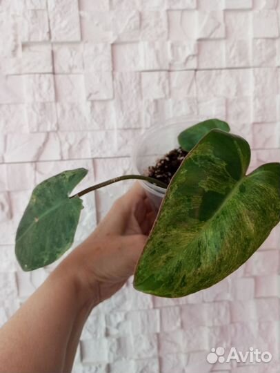 Филодендрон Биллитау мраморный, Бурле Макс