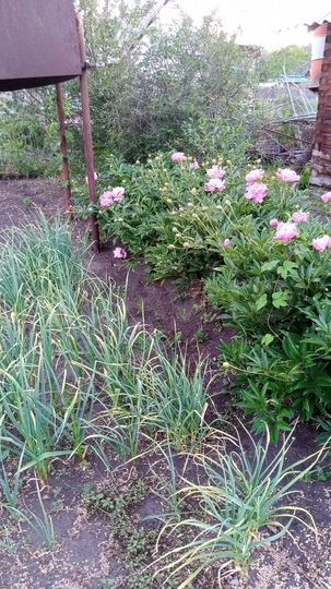 Участок 5 сот. (СНТ, ДНП)