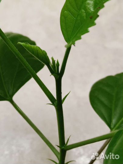 Гибискус китайская роза