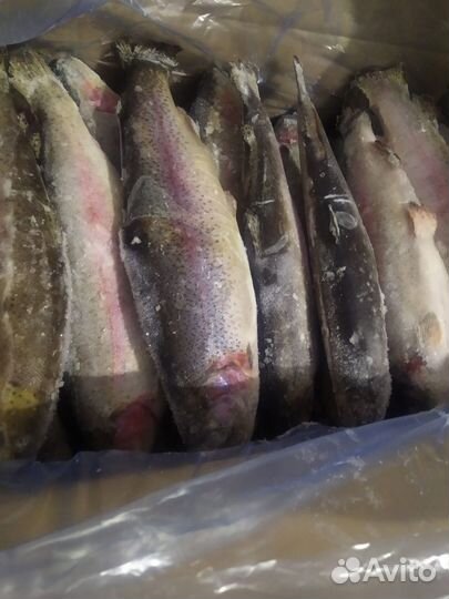 Форель радужная целая с/м 0,8-1,2кг