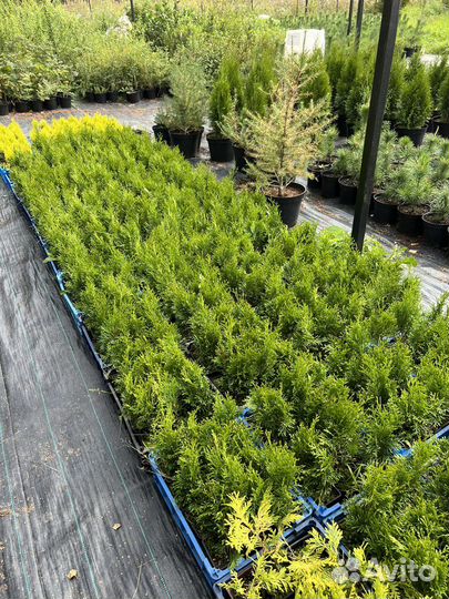 Черенки Туя Смарагд P9