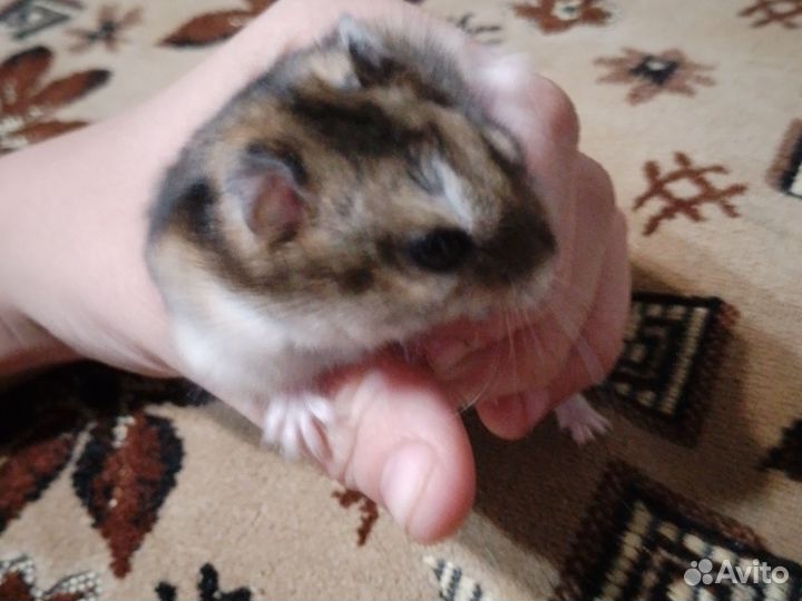 Продам Джунгарского хомяка со всем чем надо