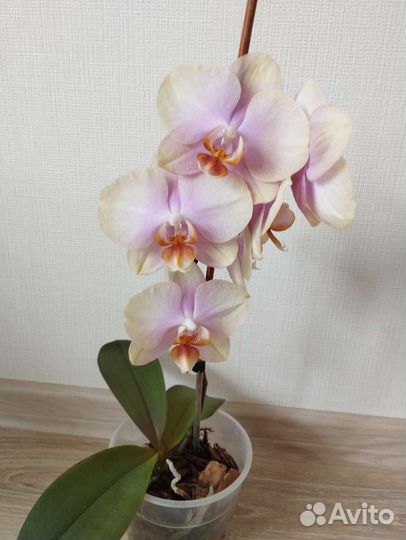 Орхидея фаленопсис