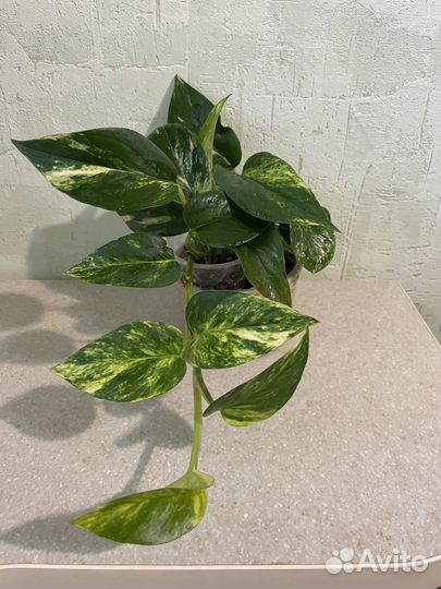 Сциндапсус