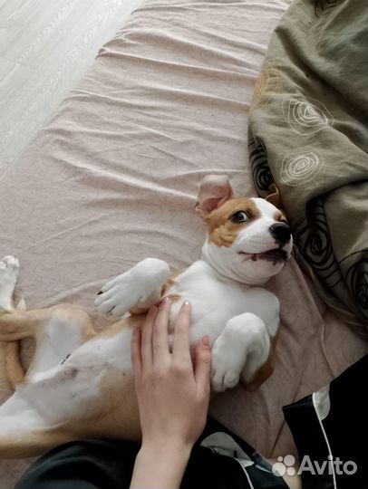 Щенки стаффорда