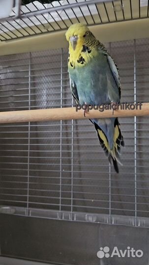 Ввп чехи на гнездо