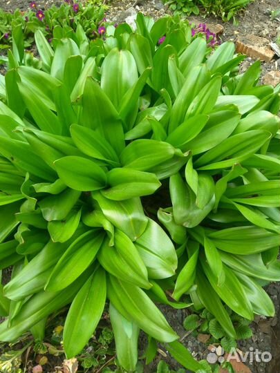 Безвременник. Луковичное растение