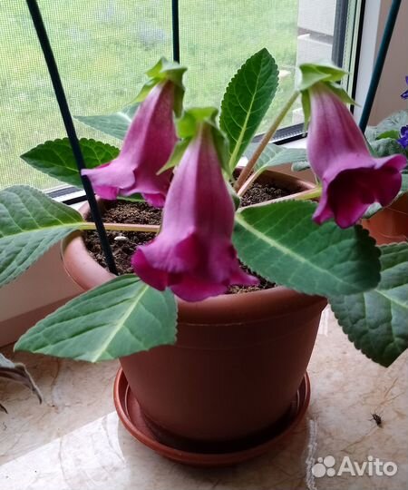 Фиалки, глоксинии-тидеи