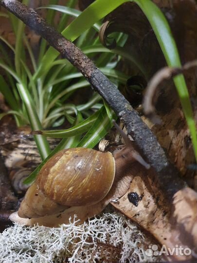 Улитка Суббулина октона и другие