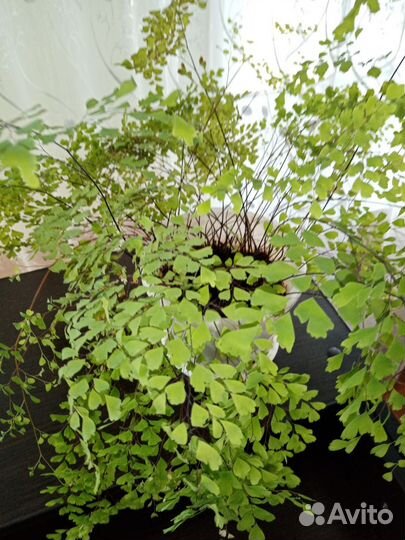 Венерен волос