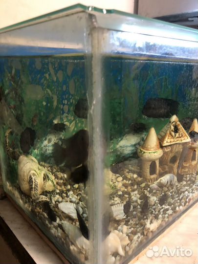 Аквариум с рыбками