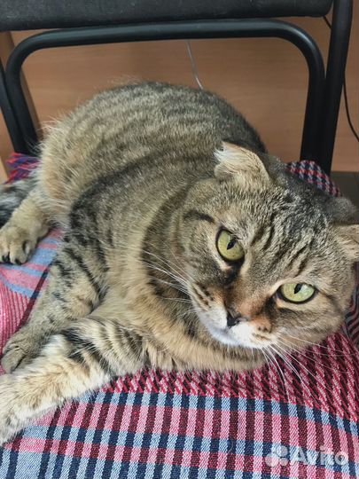 Кошка ищет дом