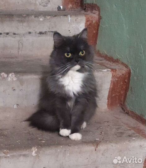 В добрые руки